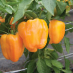 Habanero Hot Pepper, Yellow, 1kg