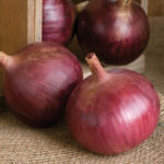 Fresh Premium Onions 1kg